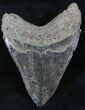 Black, Serrated, Fossil Megalodon Tooth #26521-2
